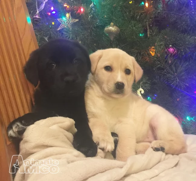 cuccioli di labrador con pedigree