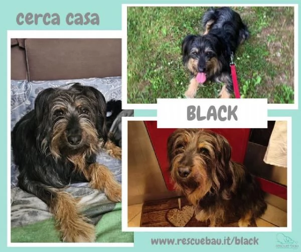 BLACK, vivace e affettuoso meticcio in adozione | Foto 3