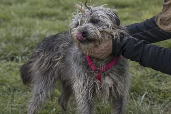 ARAMIS, meticcio furbetto in adozione