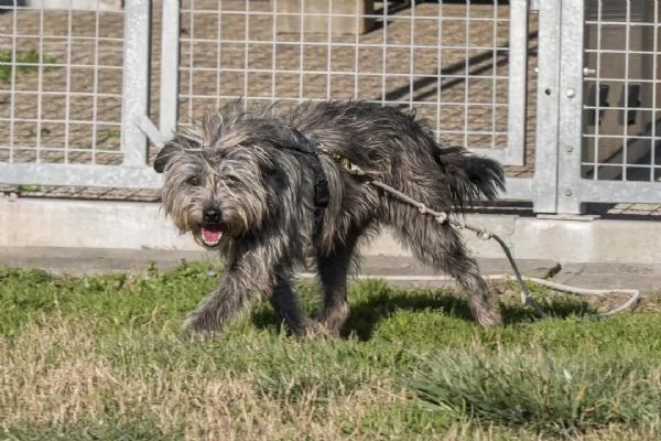 ARAMIS, meticcio furbetto in adozione | Foto 6