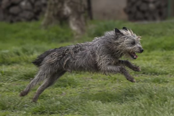 ARAMIS, meticcio furbetto in adozione | Foto 5