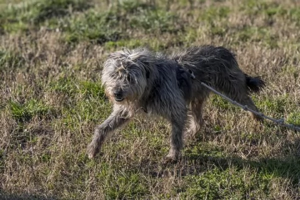 ARAMIS, meticcio furbetto in adozione | Foto 2