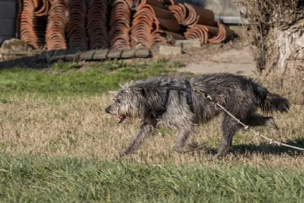 ARAMIS, meticcio furbetto in adozione | Foto 1