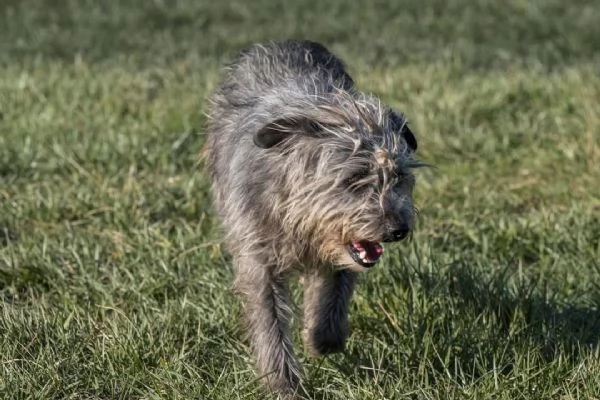 ARAMIS, meticcio furbetto in adozione | Foto 0