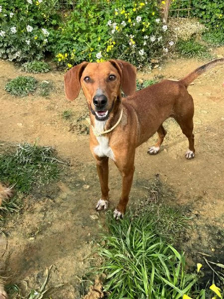 GUGIO, mix segugio curioso e un po' timido | Foto 2