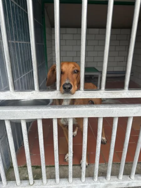 GUGIO, mix segugio curioso e un po' timido | Foto 1