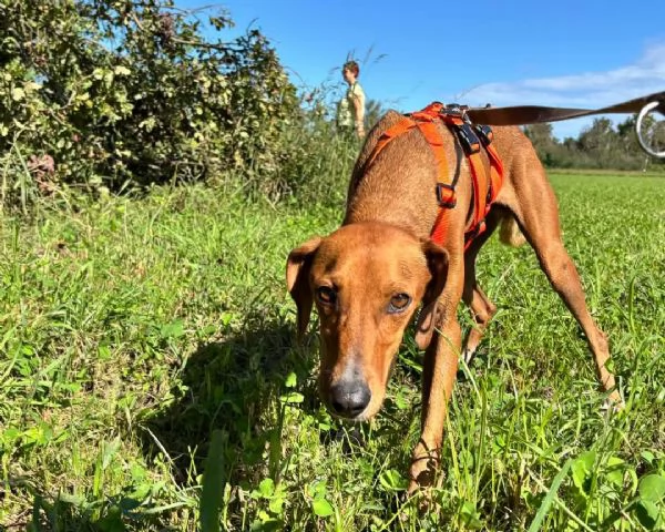 GUGIO, mix segugio curioso e un po' timido | Foto 0