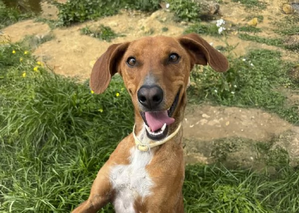 GUGIO, mix segugio curioso e un po' timido