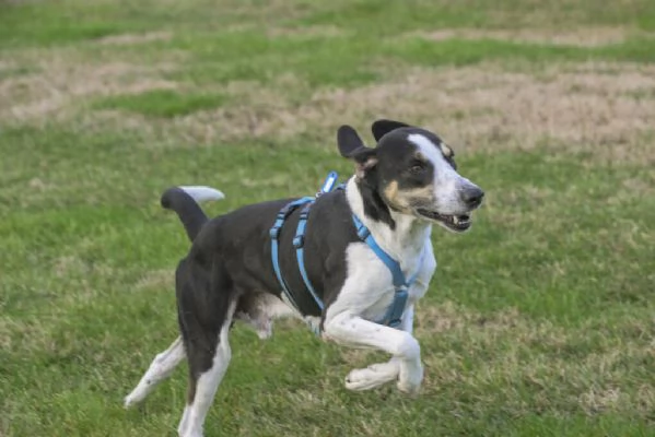 ZEUS, mix segugio energico e affettuose | Foto 1