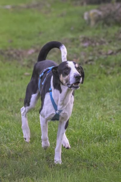 ZEUS, mix segugio energico e affettuose | Foto 0