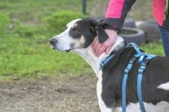 ZEUS, mix segugio energico e affettuose