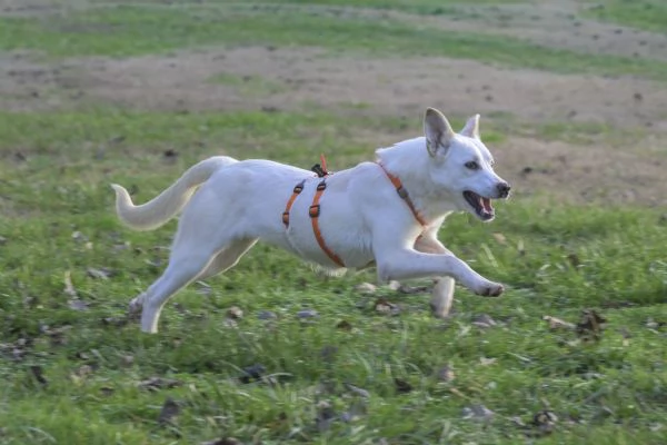 CHERRY, cucciolona vivace e socievole | Foto 3