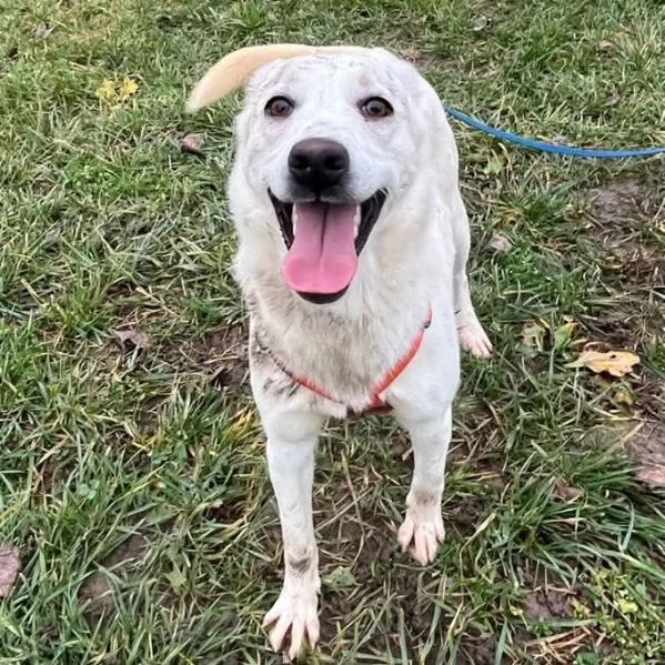 CHERRY, cucciolona vivace e socievole