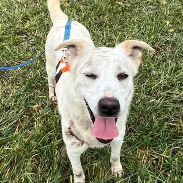 CHERRY, cucciolona vivace e socievole | Foto 2