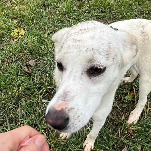 CHERRY, cucciolona vivace e socievole | Foto 1