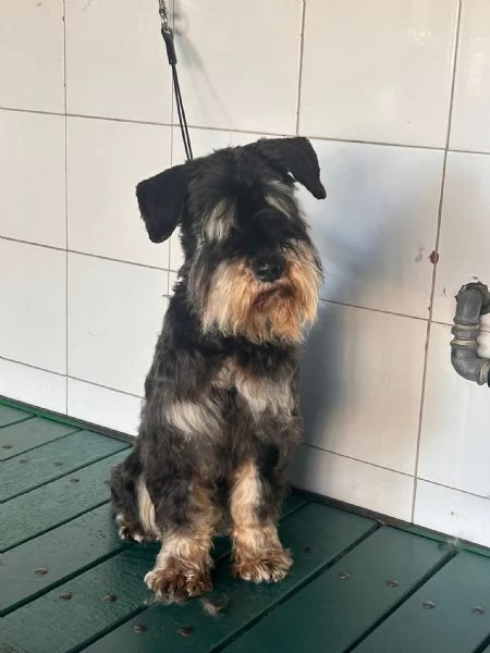 FUOCO, vivace schnauzer nano in adozione