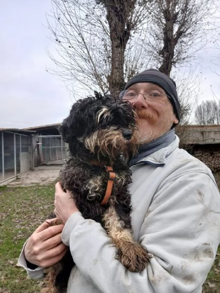 FUOCO, vivace schnauzer nano in adozione