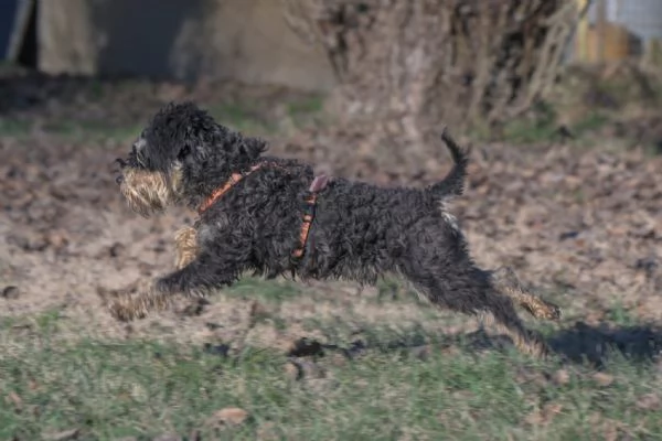 FUOCO, vivace schnauzer nano in adozione | Foto 3