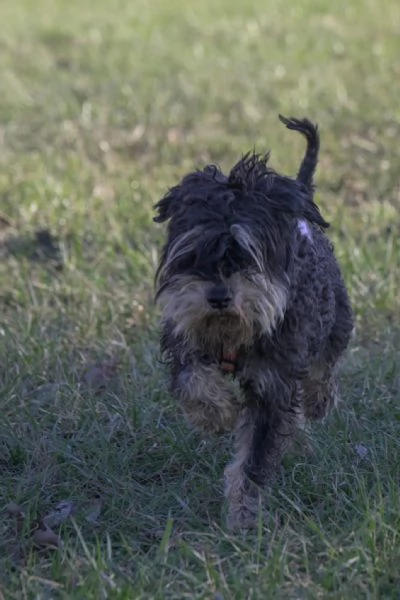 FUOCO, vivace schnauzer nano in adozione | Foto 2