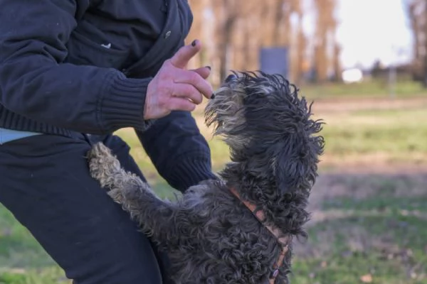 FUOCO, vivace schnauzer nano in adozione | Foto 0