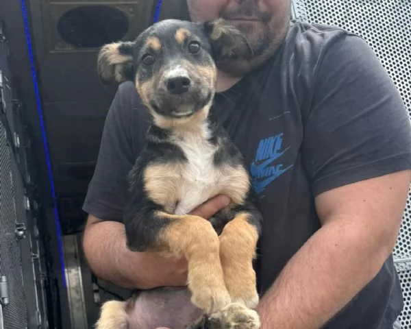 LUPA, cucciola simil-lupetta in adozione | Foto 5