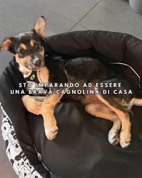 LUPA, cucciola simil-lupetta in adozione | Foto 3