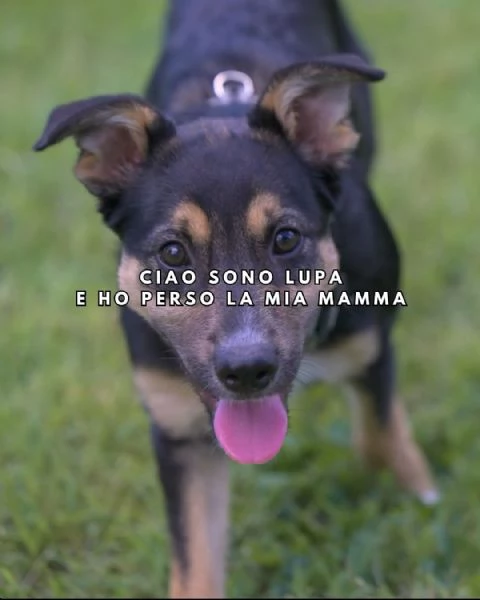 LUPA, cucciola simil-lupetta in adozione