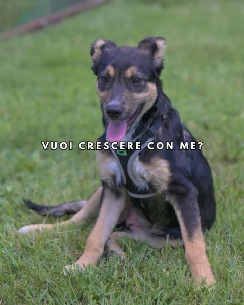 LUPA, cucciola simil-lupetta in adozione | Foto 2