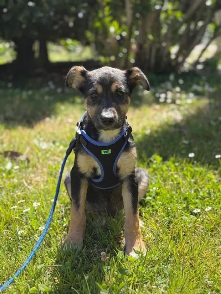LUPA, cucciola simil-lupetta in adozione | Foto 1