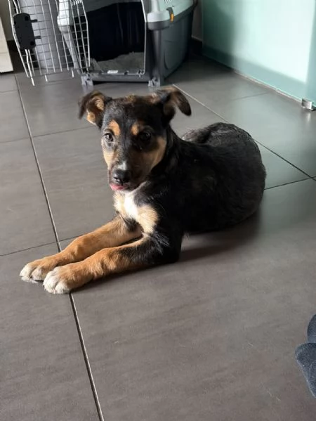 LUPA, cucciola simil-lupetta in adozione | Foto 0