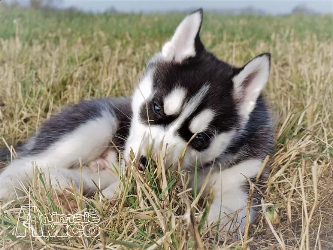 due siberian husky occhi color ghiaccio stupendi | Foto 1