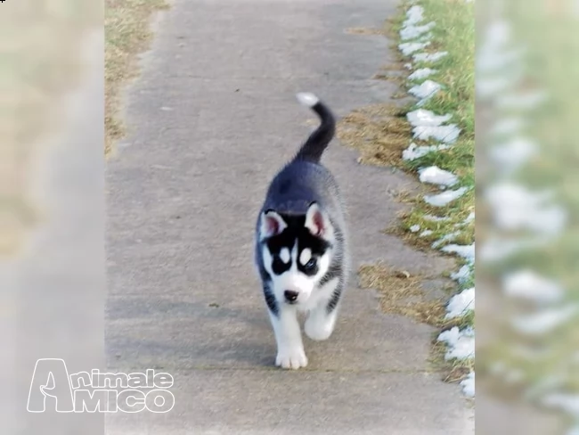 due siberian husky occhi color ghiaccio stupendi