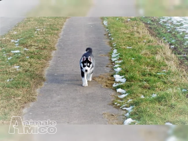 due siberian husky occhi color ghiaccio stupendi | Foto 0