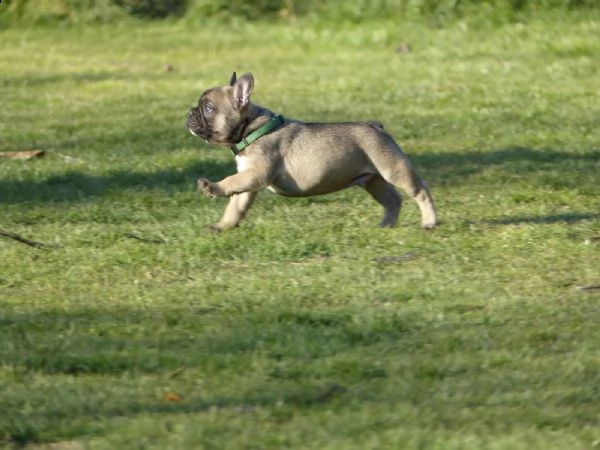 cuccioli bulldog francese - pedigree enci | Foto 0