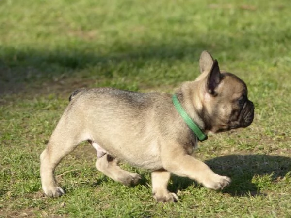 cuccioli bulldog francese - pedigree enci