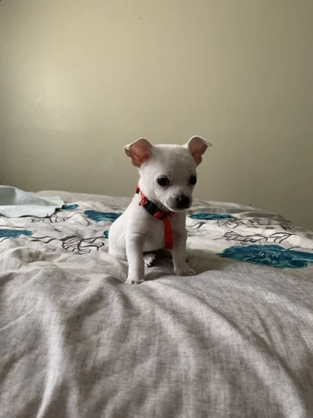 meravigliosi chihuahua disponibili | Foto 2