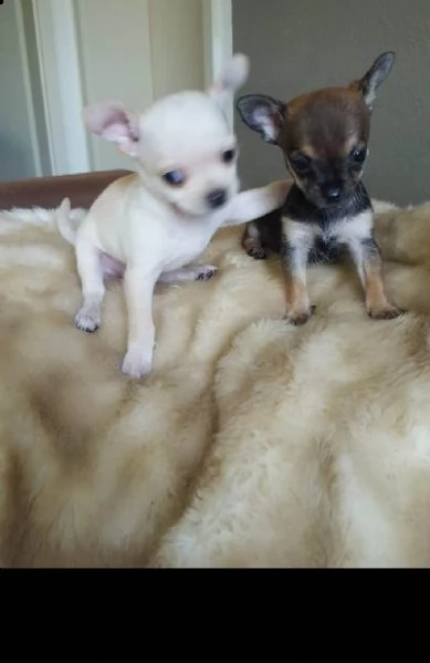 meravigliosi chihuahua disponibili | Foto 1