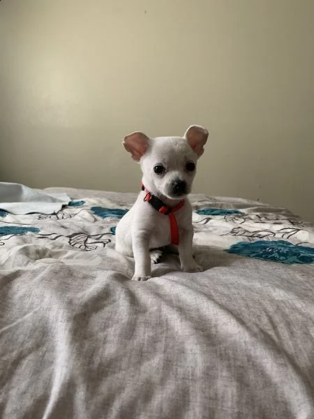 meravigliosi chihuahua disponibili | Foto 0