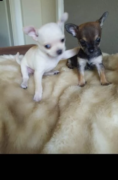 meravigliosi chihuahua disponibili
