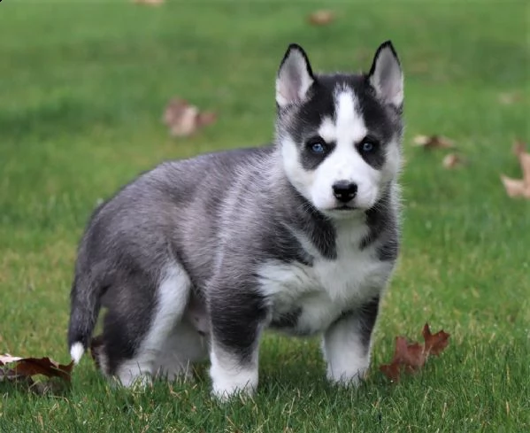 due kuccioli di siberian husky kon pedigree enci. | Foto 1