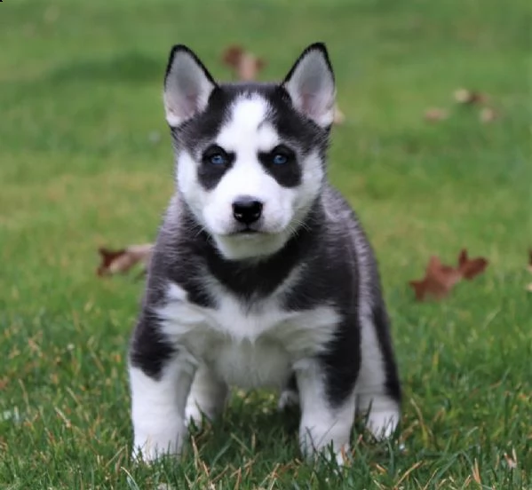 due kuccioli di siberian husky kon pedigree enci. | Foto 0