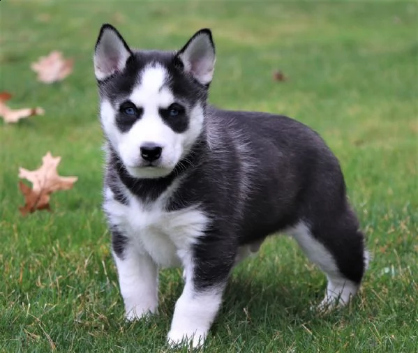 due kuccioli di siberian husky kon pedigree enci.