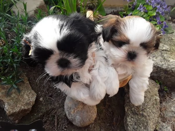 dolce shih-tzu cuccioli maschio e femmina | Foto 0