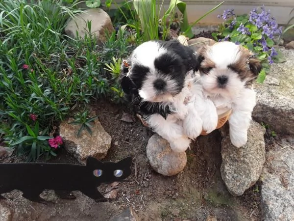dolce shih-tzu cuccioli maschio e femmina
