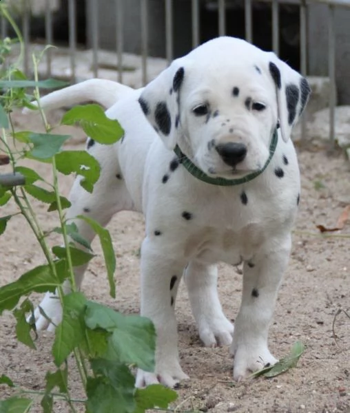 straordinari cuccioli dalmata altissima genealogia | Foto 0