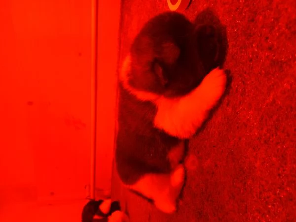 AKITA AMERICANO  | Foto 3