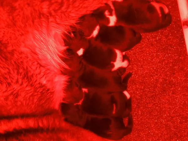 AKITA AMERICANO  | Foto 2