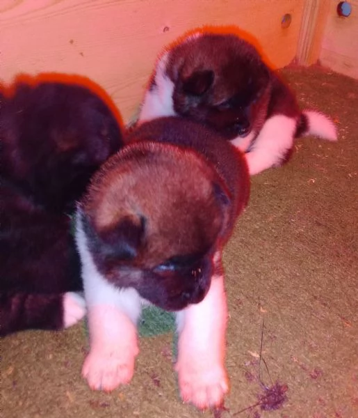 AKITA AMERICANO  | Foto 1