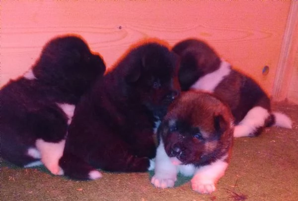 AKITA AMERICANO  | Foto 0