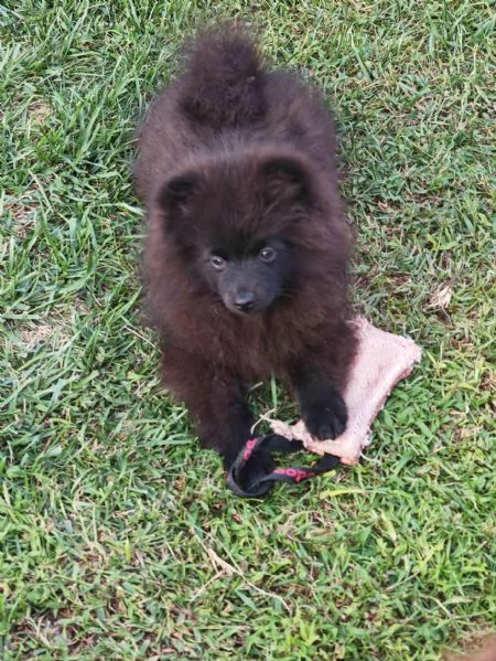 Cuccioli Spitz Tedesco Piccolo ( Kleinspitz ) | Foto 3